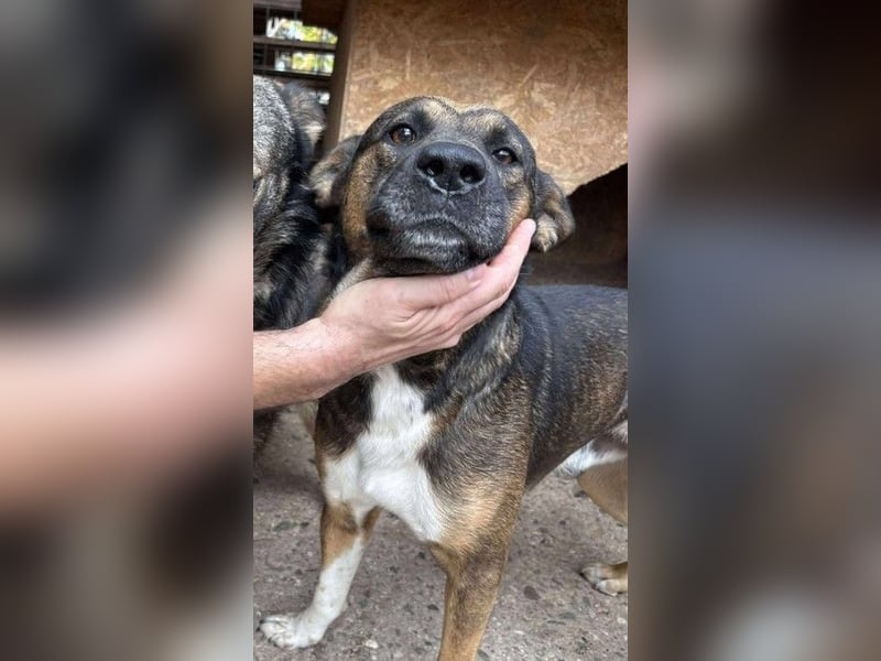 BRUNO - wo darf er glücklich werden?