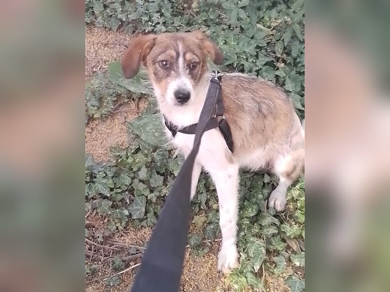 MILLY - ist bereit für ihr Abenteuer