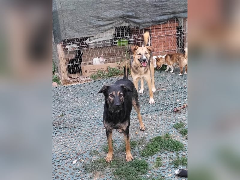 FREYA - sucht ein Zuhause auf Lebzeit