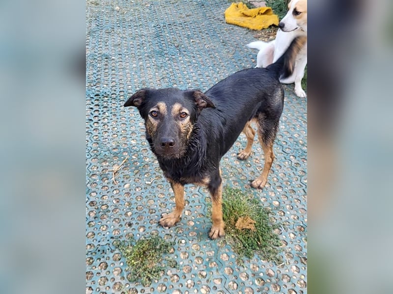 FREYA - sucht ein Zuhause auf Lebzeit