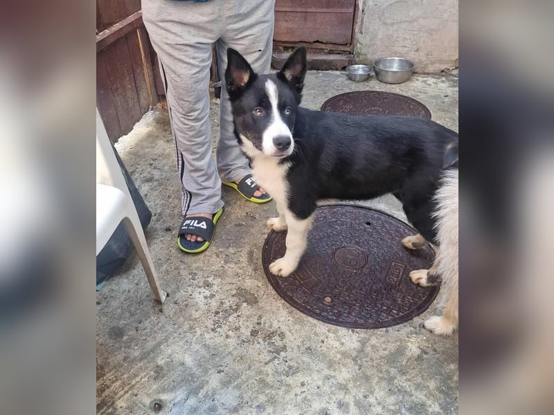 LOKI - ist bereit für Abenteuer