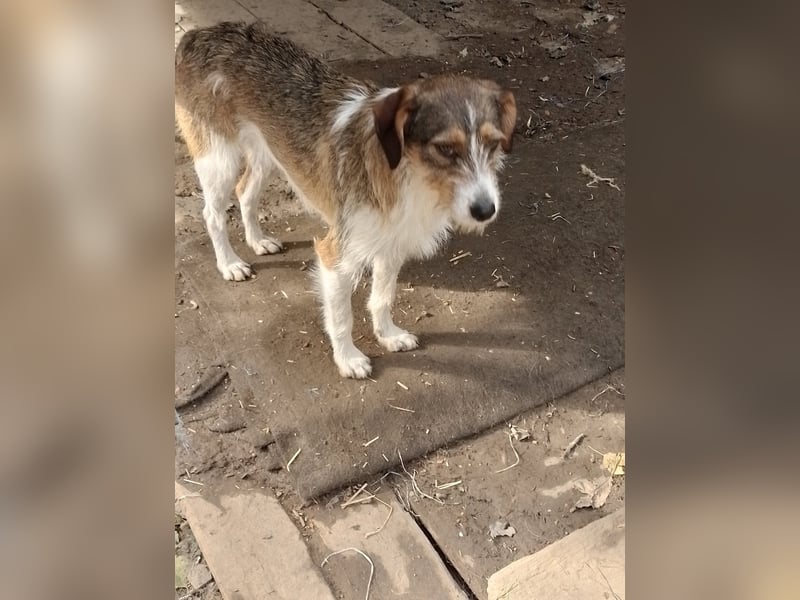 MILLY - ist bereit für ihr Abenteuer