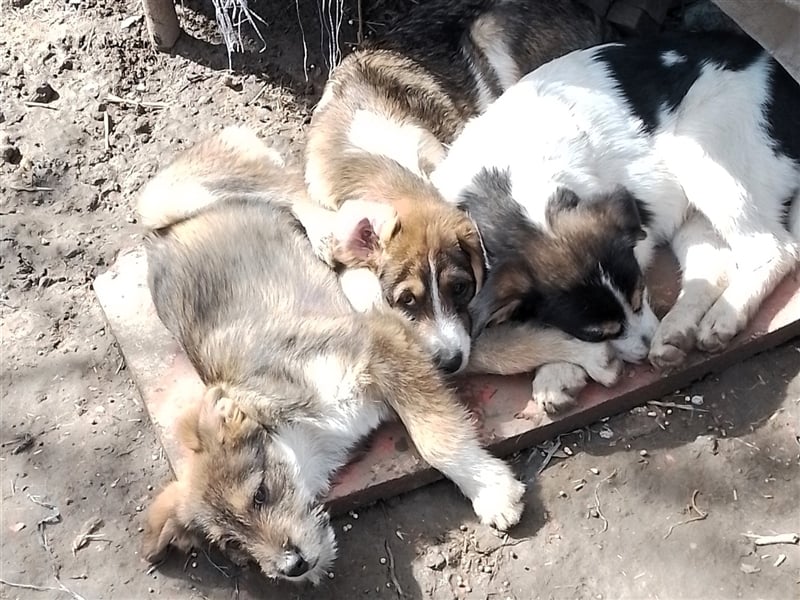 MILLY - ist bereit für ihr Abenteuer