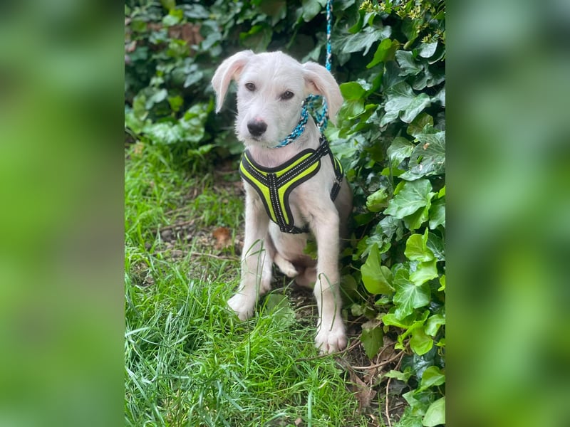 ALFIE - Zuckerbub sucht seine Menschen