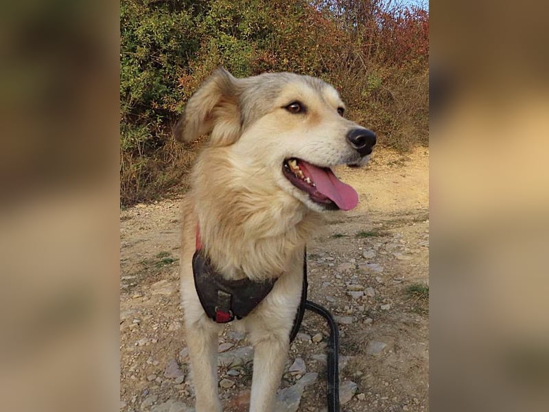 DIABOLO - sucht seinen sicheren Hafen