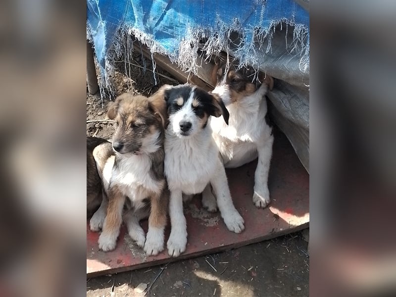 JACK - Traumzuhause gesucht