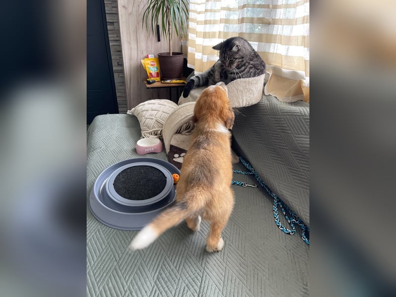 EMMA - sucht ihr Für-immer-Zuhause