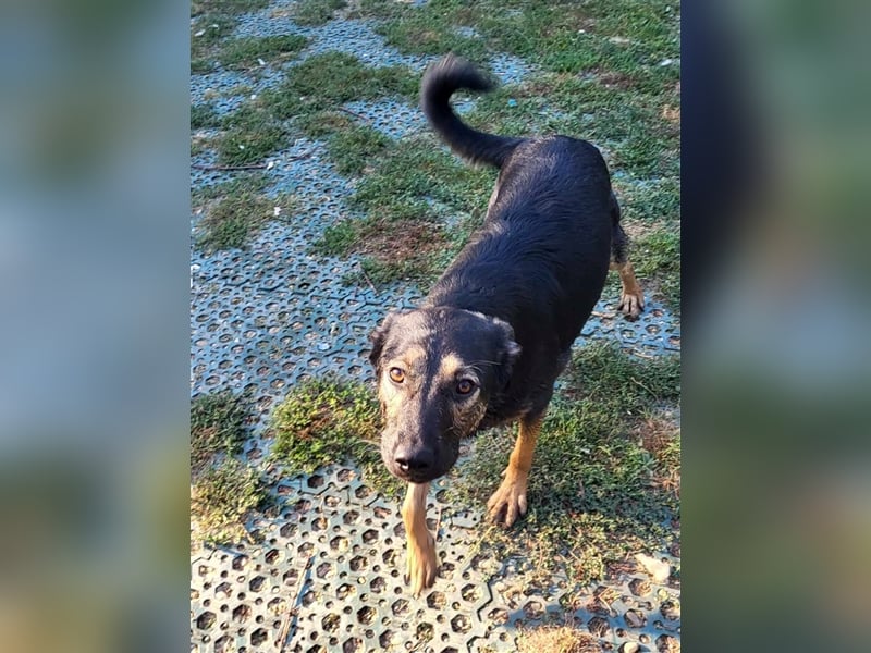 FREYA - sucht ein Zuhause auf Lebzeit