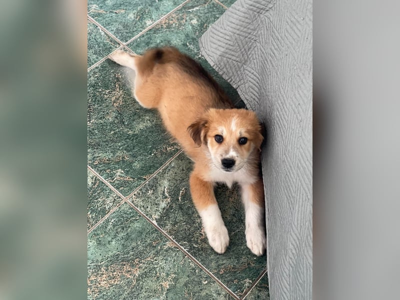 EMMA - sucht ihr Für-immer-Zuhause