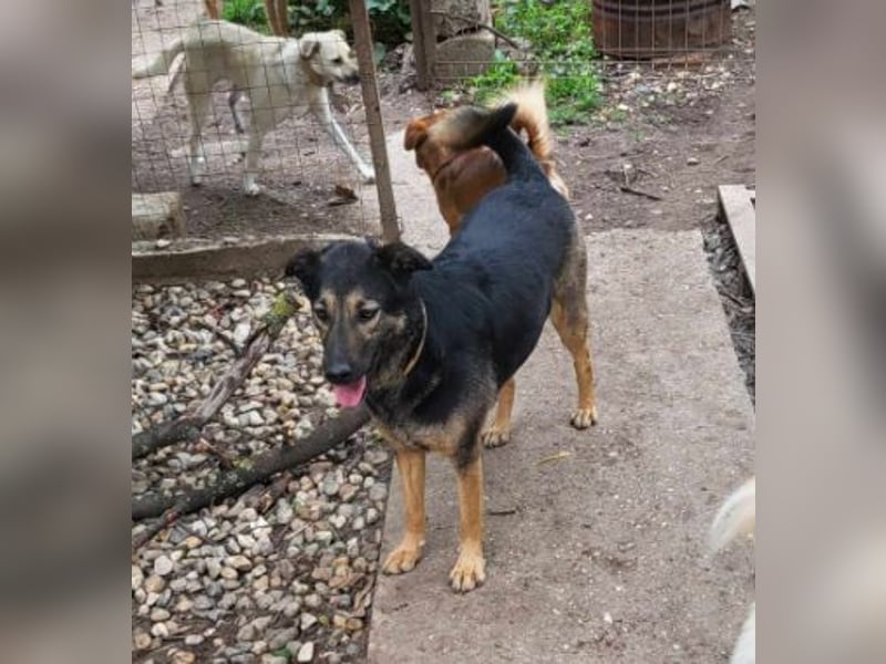 FREYA - sucht ein Zuhause auf Lebzeit