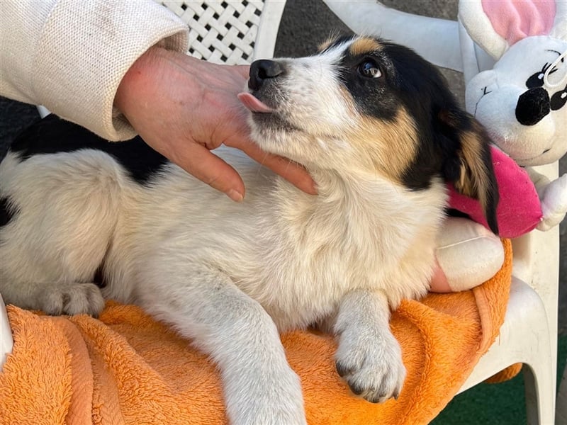 JACK - Traumzuhause gesucht