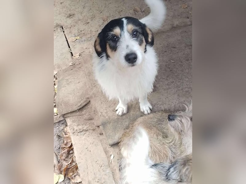 JACK - Traumzuhause gesucht