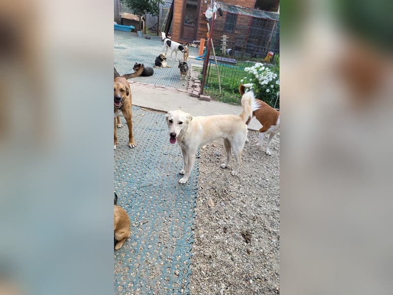 ROCCO - ist bereit für Abenteuer