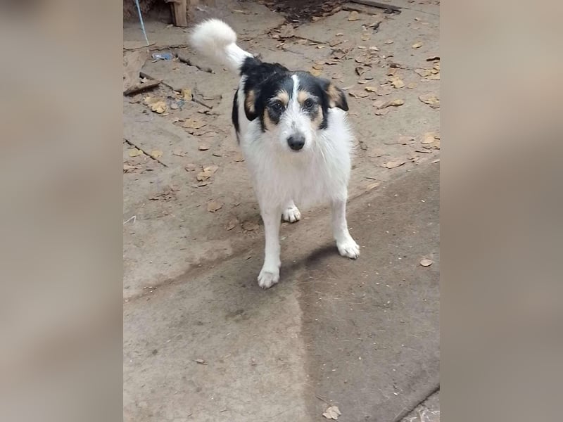 JACK - Traumzuhause gesucht