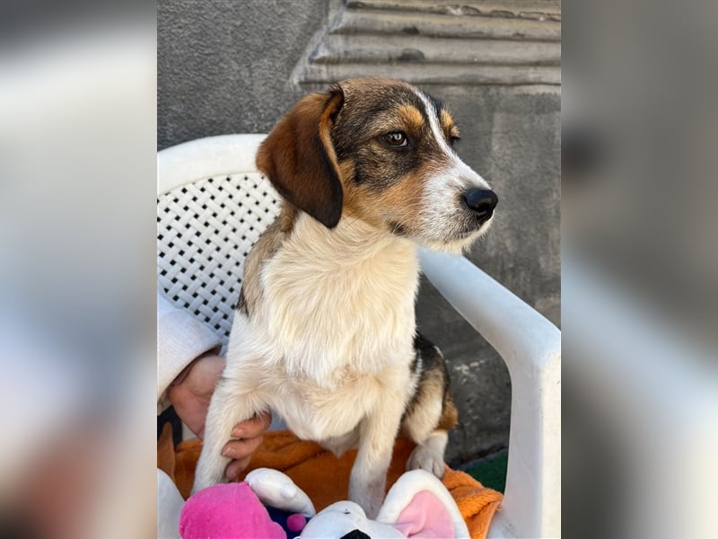 MILLY - ist bereit für ihr Abenteuer