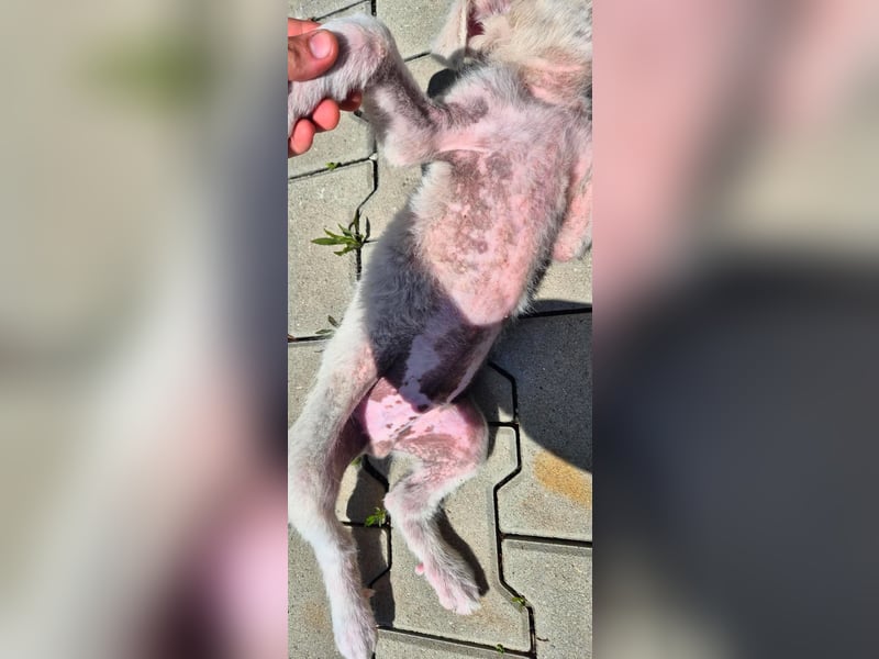ALFIE - Zuckerbub sucht seine Menschen