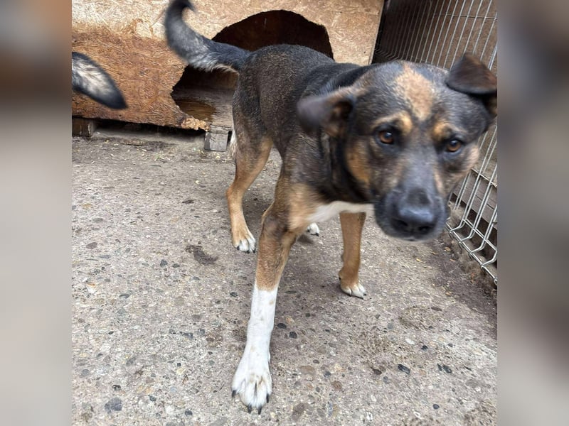 BRUNO - wo darf er glücklich werden?