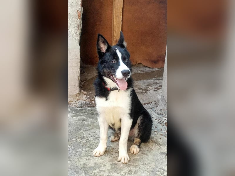 LOKI - ist bereit für Abenteuer