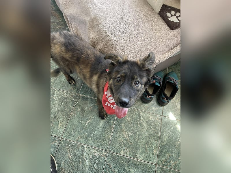 URSA - liebevolles Zuhause gesucht