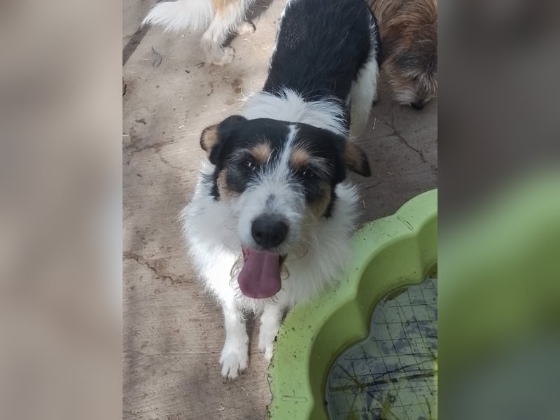 JACK - Traumzuhause gesucht