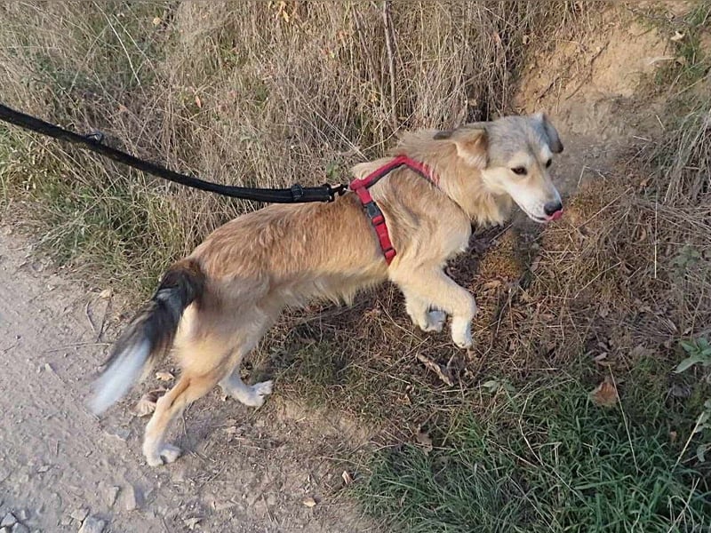 DIABOLO - sucht seinen sicheren Hafen