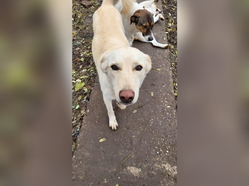 ROCCO - ist bereit für Abenteuer