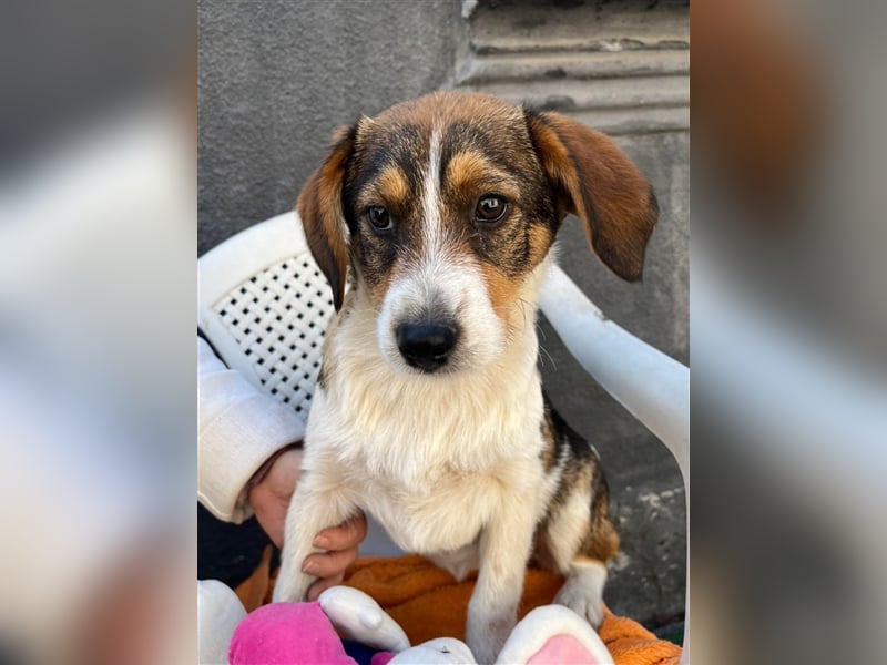 MILLY - ist bereit für ihr Abenteuer