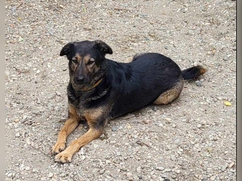 FREYA - sucht ein Zuhause auf Lebzeit