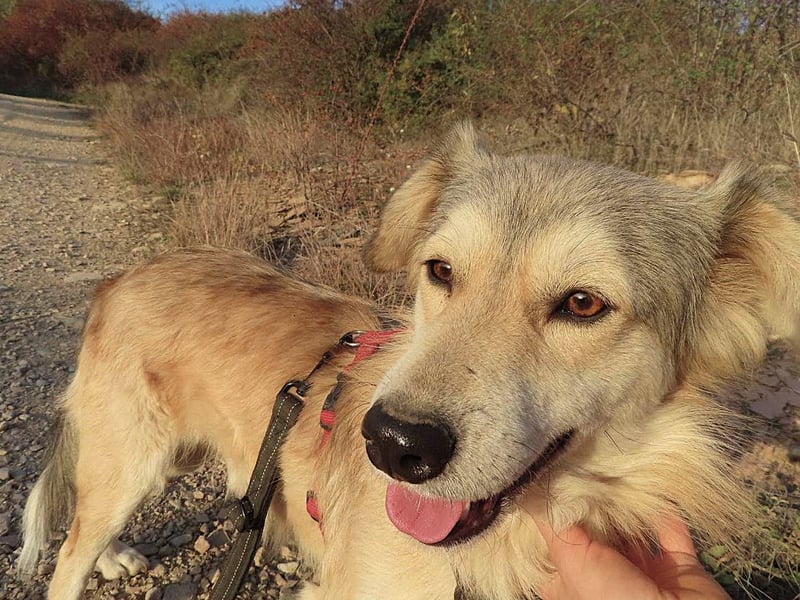 DIABOLO - sucht seinen sicheren Hafen