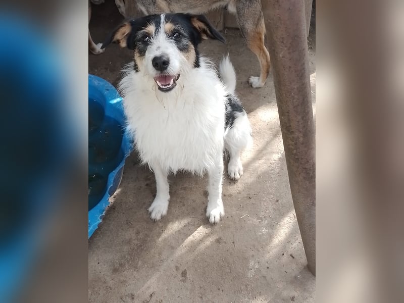 JACK - Traumzuhause gesucht