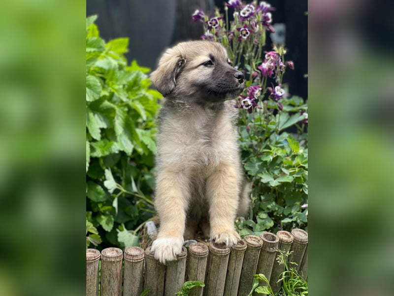 LUNA - sucht ihre Menschen