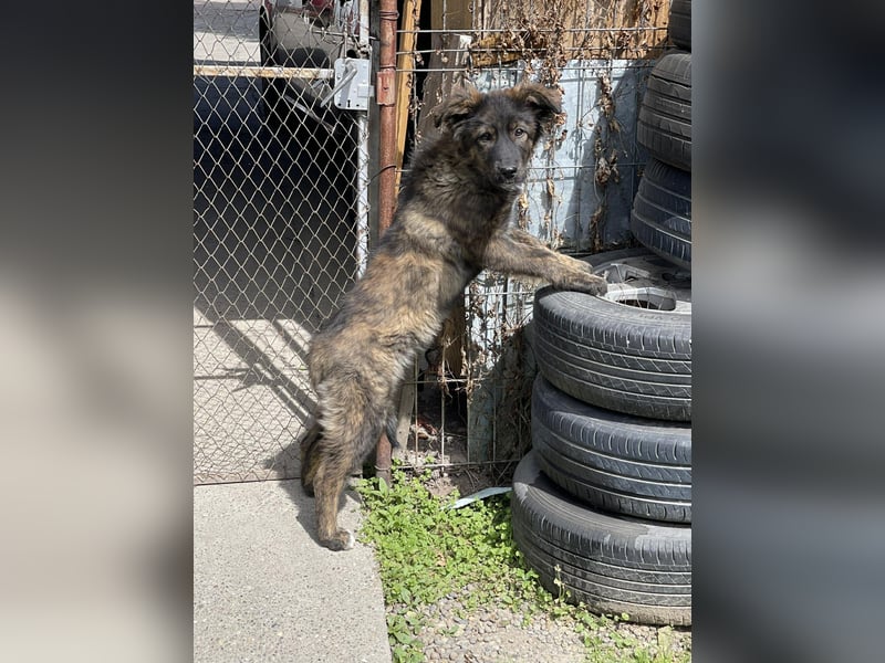 URSA - liebevolles Zuhause gesucht