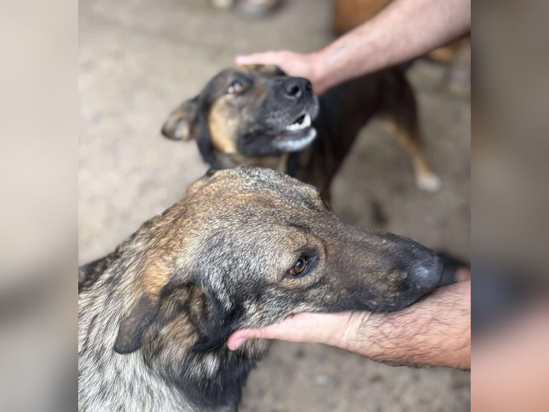 WOLFIE - Traumzuhause gesucht