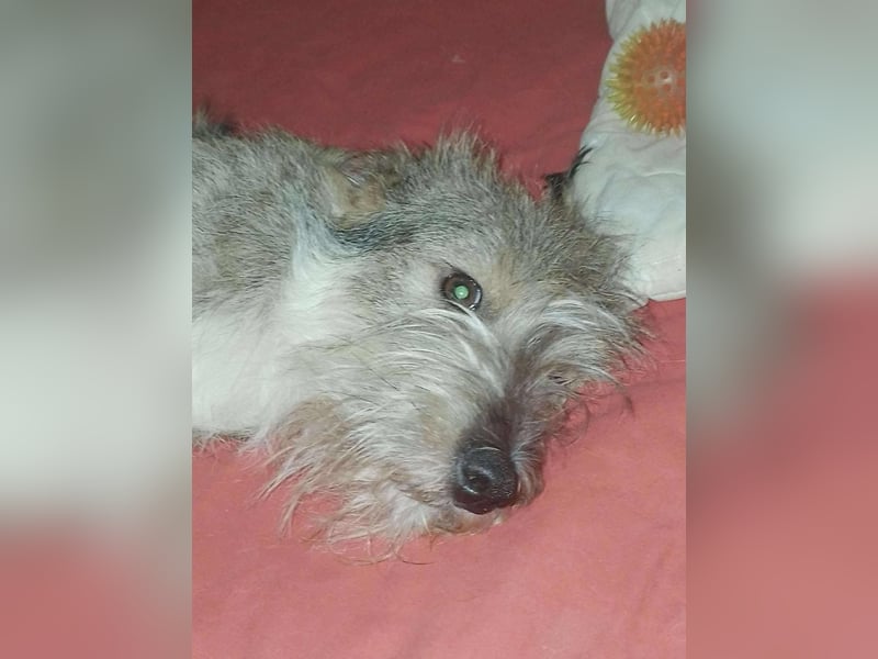 NALA - sucht ihr Für-immer-Zuhause