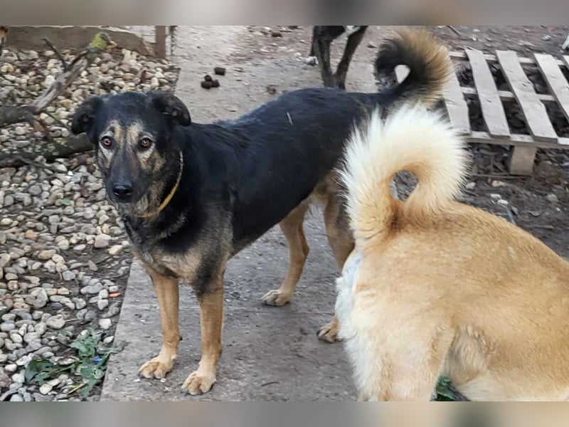 FREYA - sucht ein Zuhause auf Lebzeit