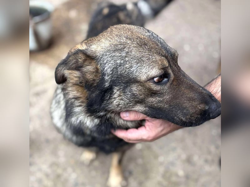 WOLFIE - Traumzuhause gesucht