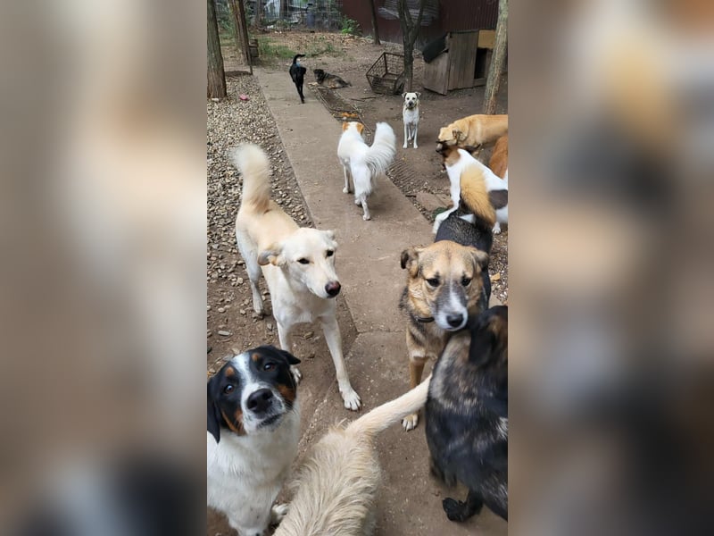 ROCCO - ist bereit für Abenteuer