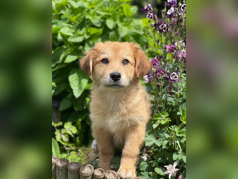 LOTTE - liebevolles Hundemädchen
