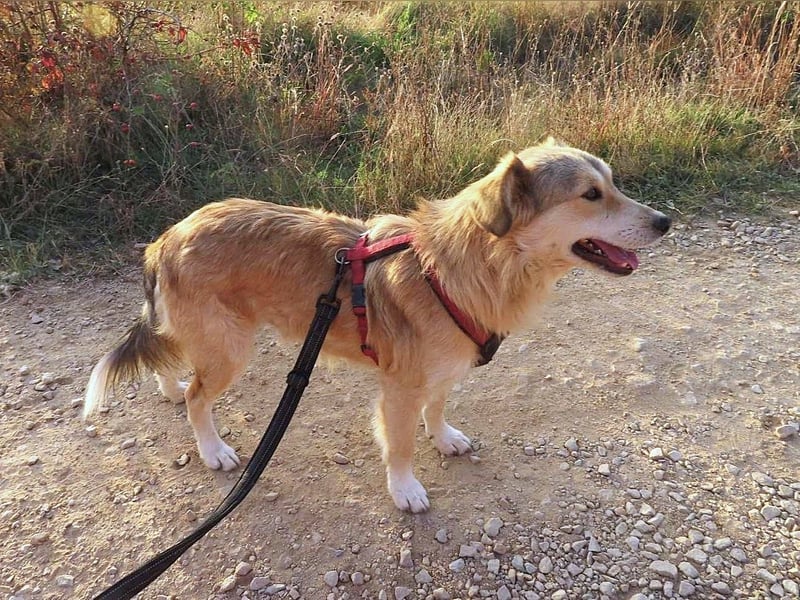 DIABOLO - sucht seinen sicheren Hafen