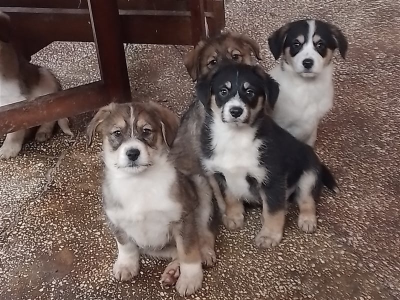 JACK - Traumzuhause gesucht