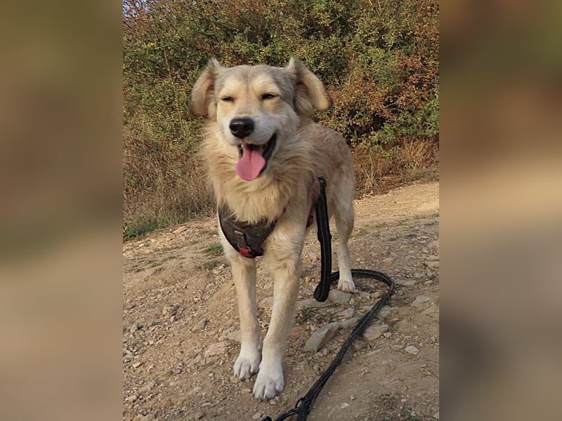 DIABOLO - sucht seinen sicheren Hafen