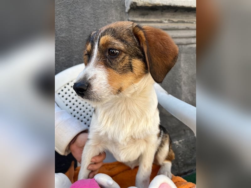 MILLY - ist bereit für ihr Abenteuer