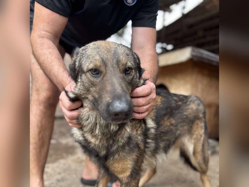 WOLFIE - Traumzuhause gesucht