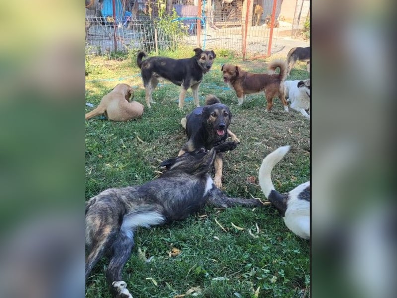 FREYA - sucht ein Zuhause auf Lebzeit
