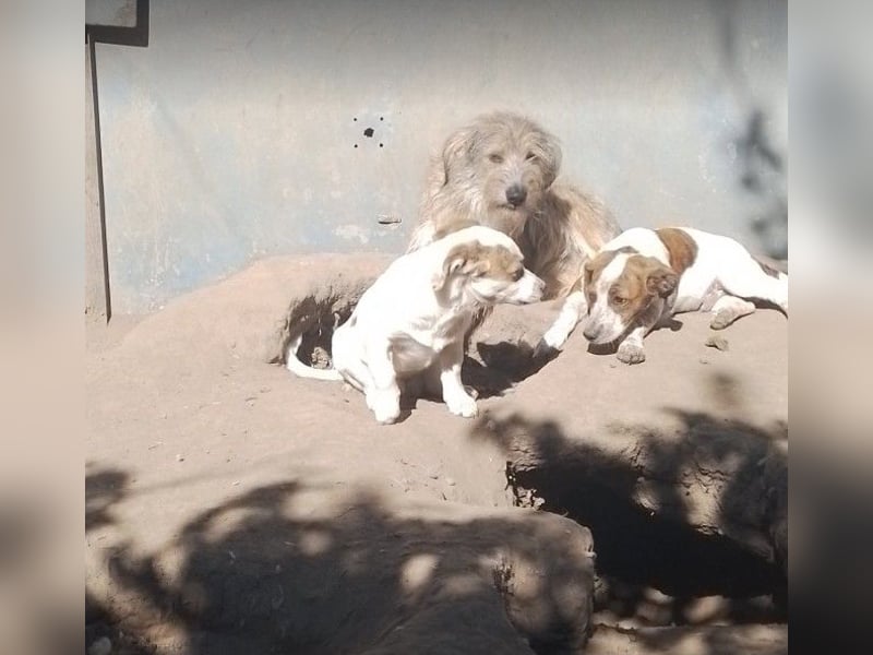 NALA - sucht ihr Für-immer-Zuhause
