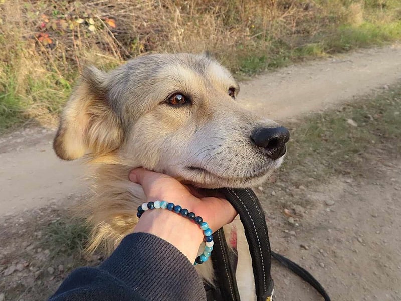 DIABOLO - sucht seinen sicheren Hafen