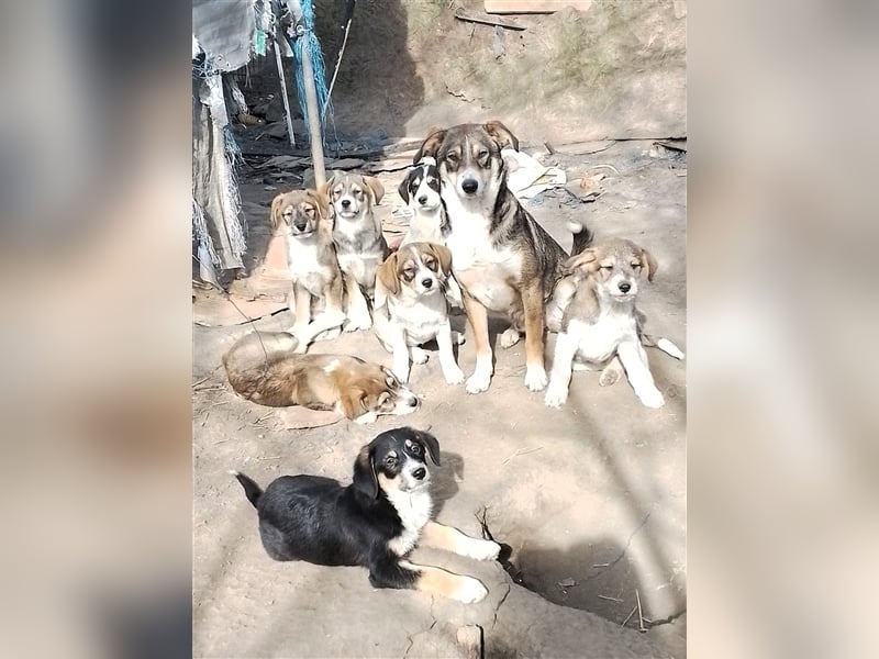 MILLY - ist bereit für ihr Abenteuer