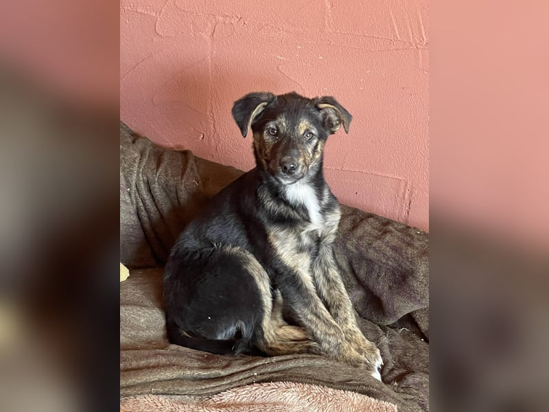 ASTRID - Frohnatur sucht ihre Menschen