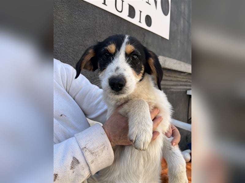 JACK - Traumzuhause gesucht