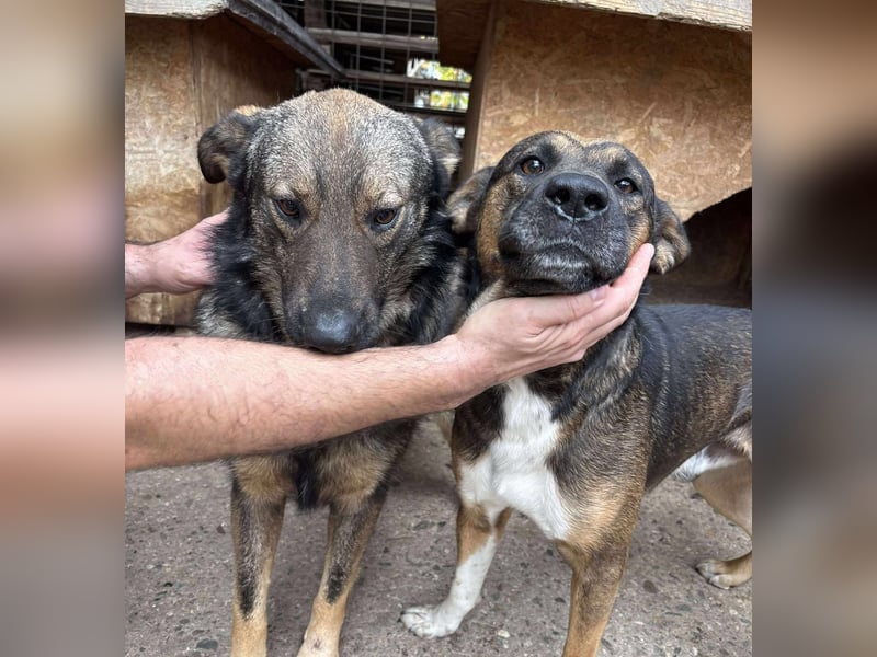 WOLFIE - Traumzuhause gesucht